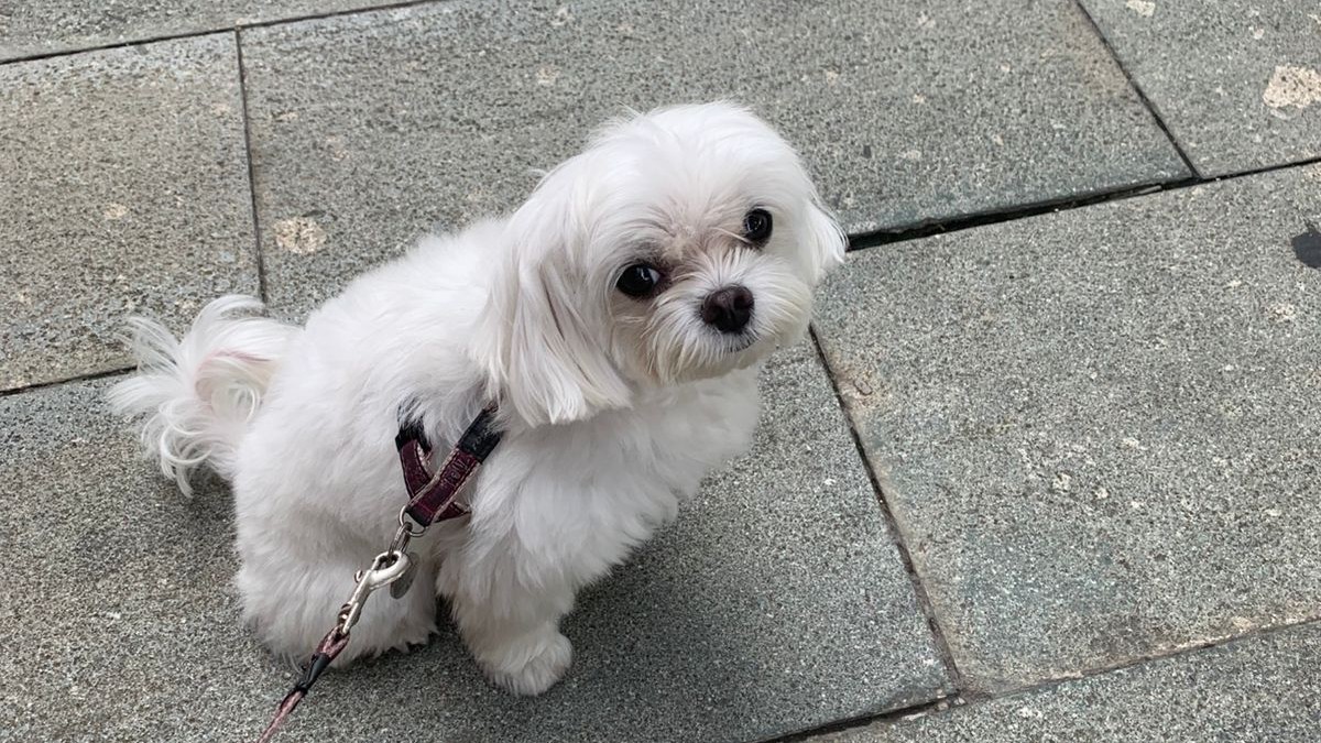 Cat in a calm home setting