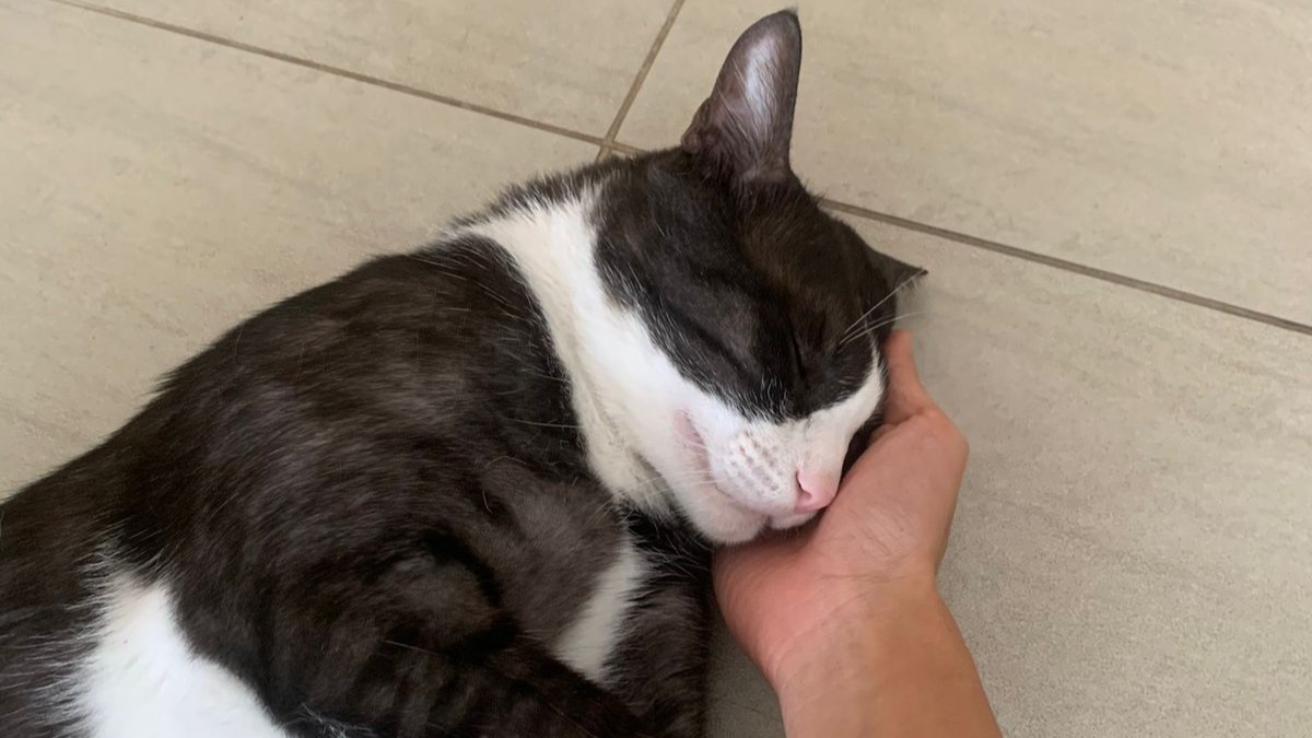 Two cats eating from bowls on wooden floor