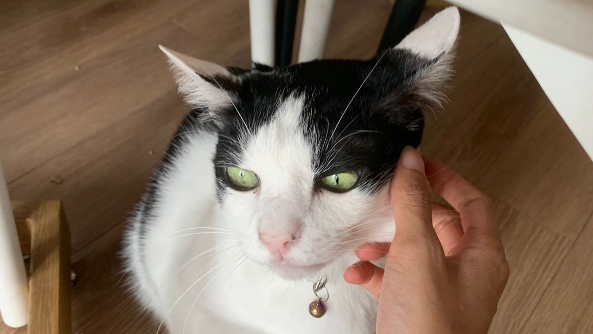 Tabby cat lying on a rug being petted