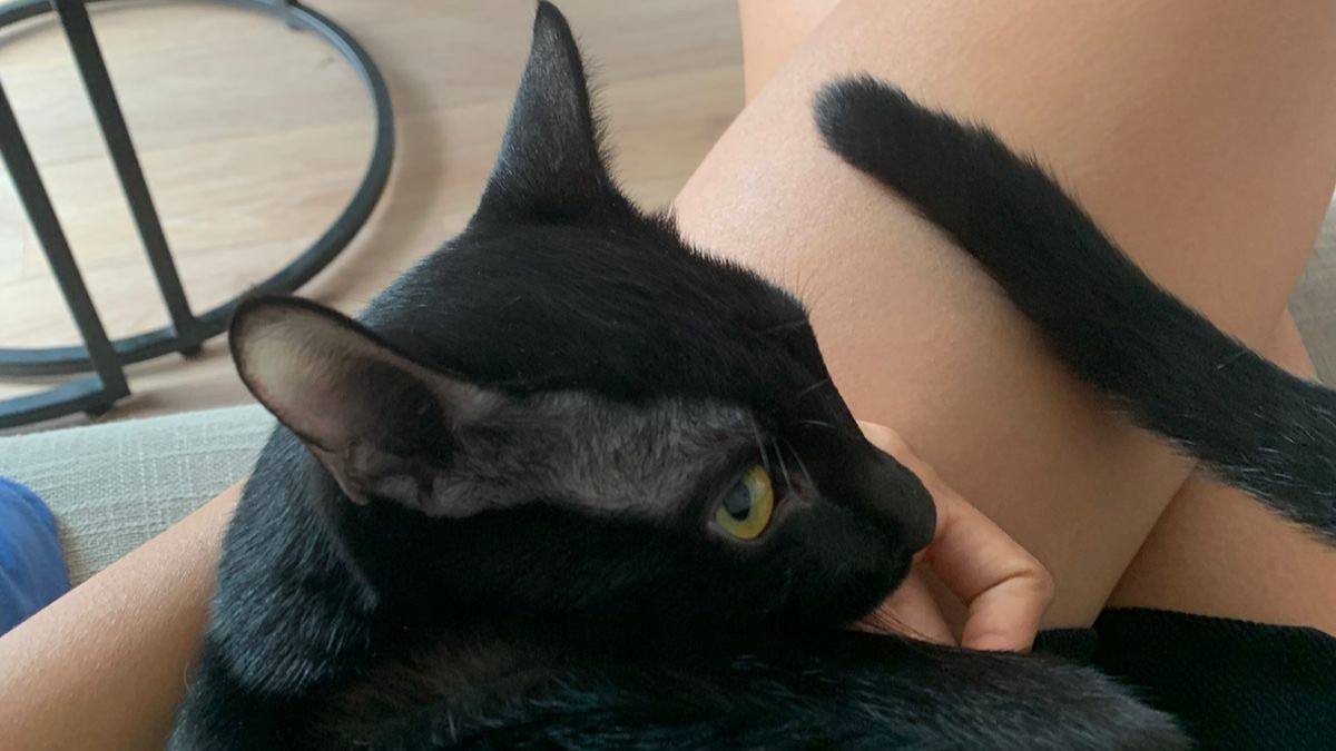 Grey tabby cat with tongue out