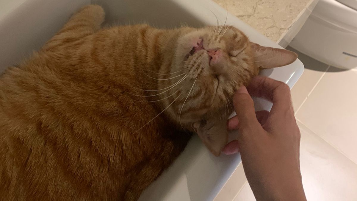 Tuxedo cat with green eyes being petted
