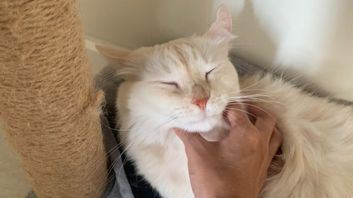 Black cat with green eye resting on a person