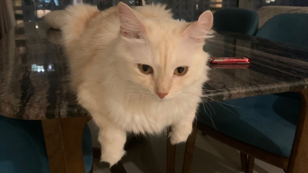 Black and white cat being stroked on the floor