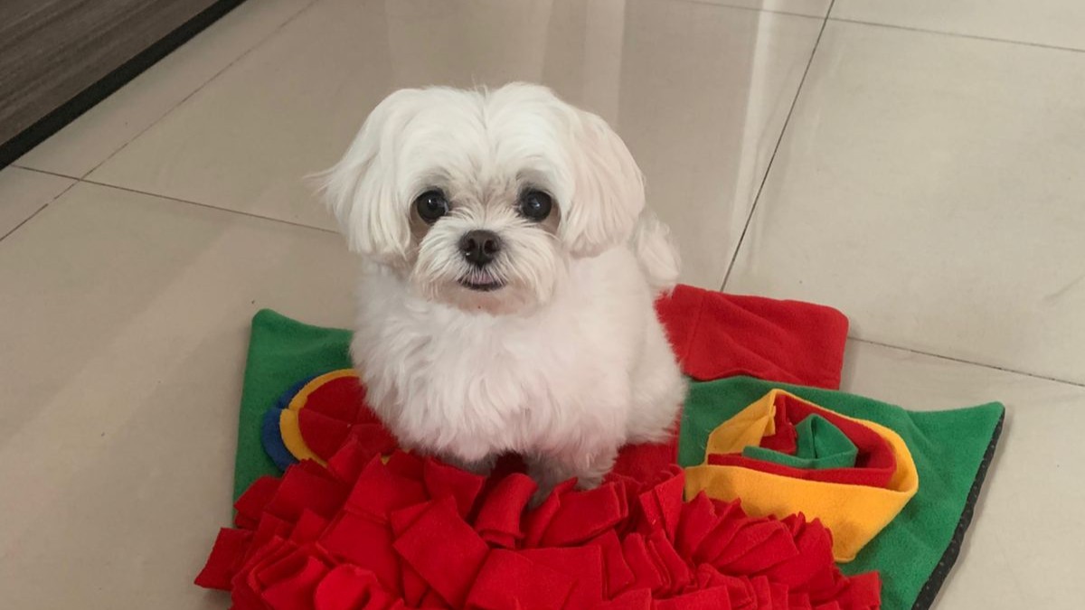 Orange tabby cat relaxing in a sink