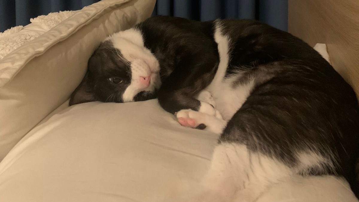 Fluffy cat being petted near a scratching post