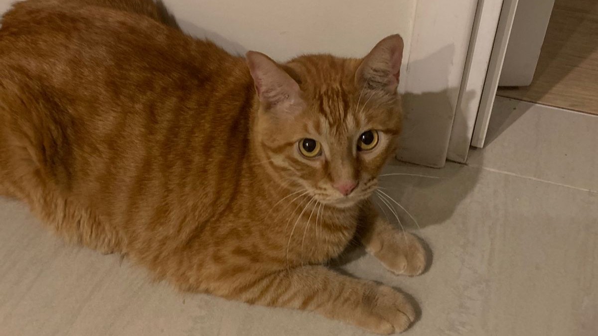 Small white dog on a colourful snuffle mat