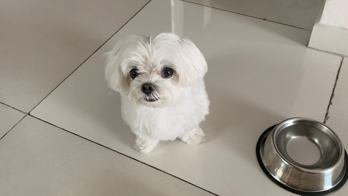 Black and white tuxedo cat resting on a light bed