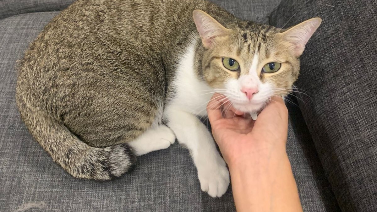 Tabby cat with green eyes on dark fabric