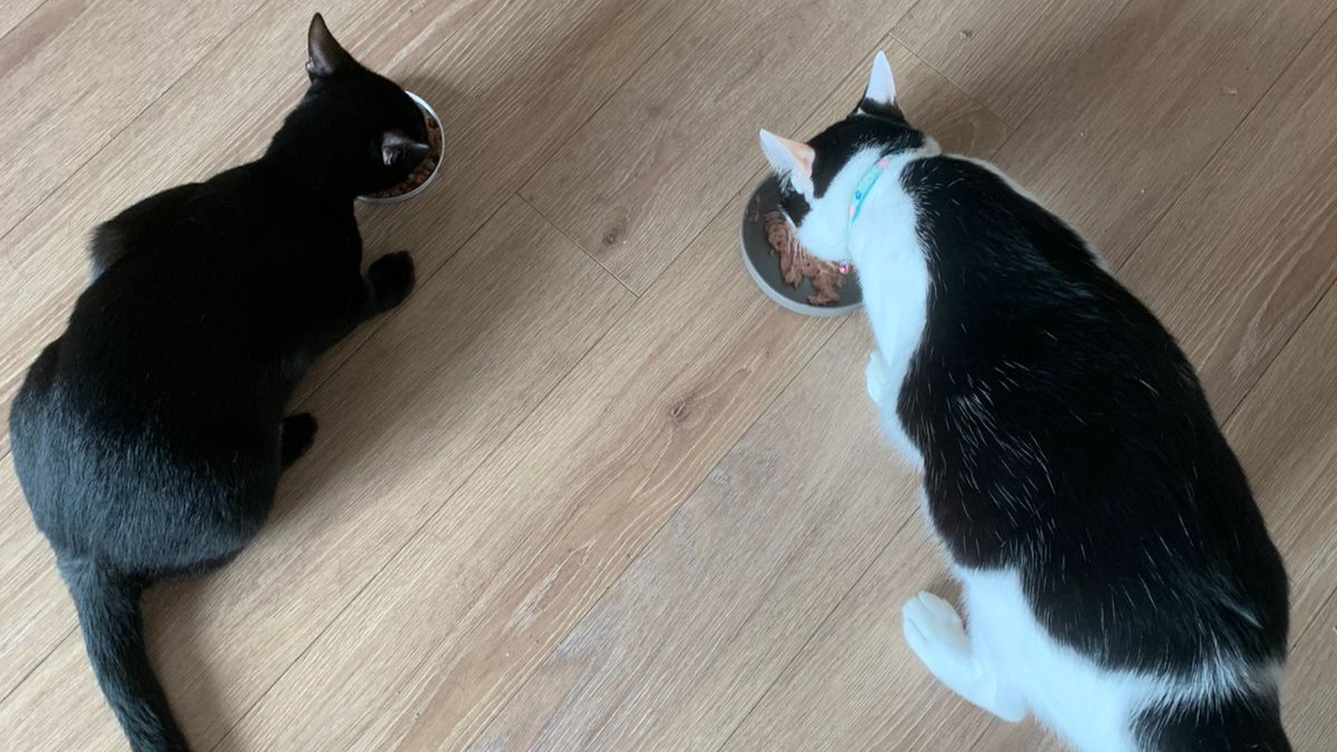 Small white dog on grey pavement looking up