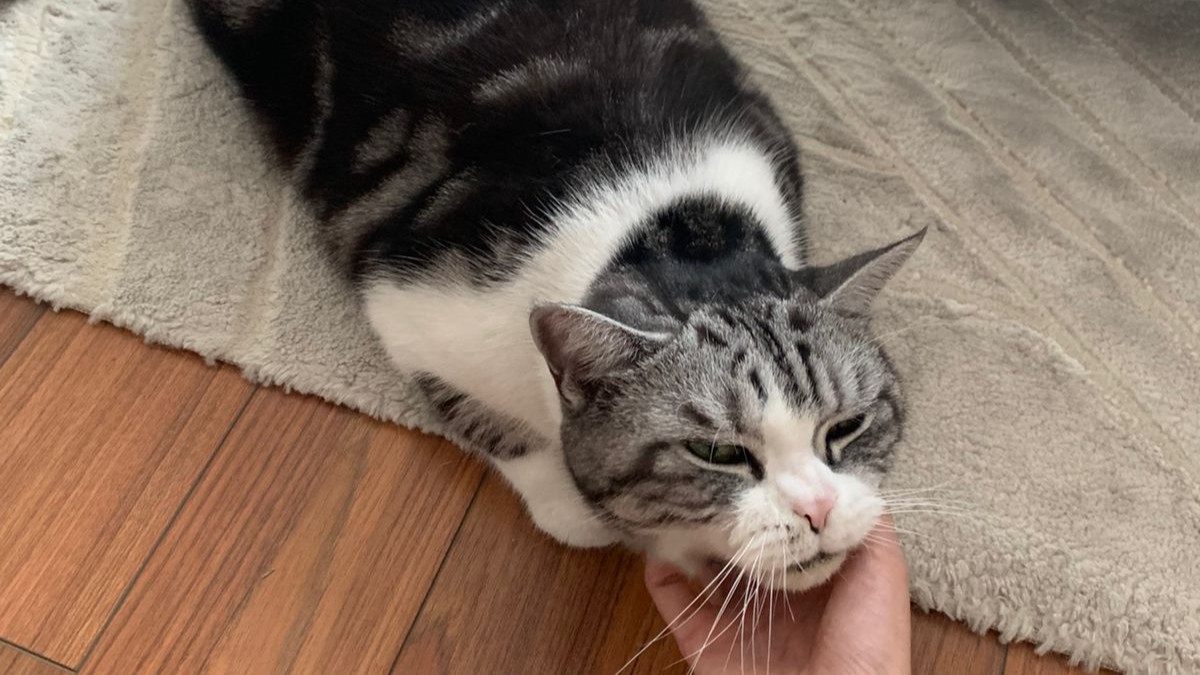 Tabby cat on sofa being stroked