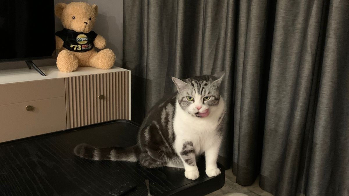 Tabby cat on grey fabric being petted under the chin